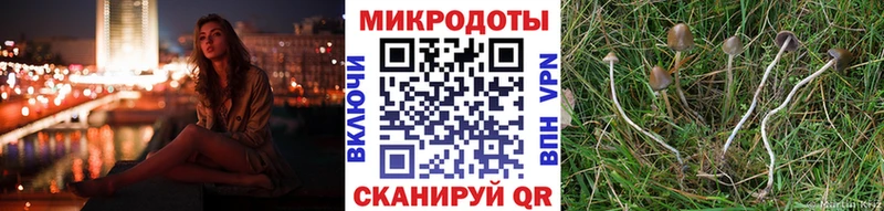 где можно купить Кедровый Псилоцибиновые грибы ЛСД